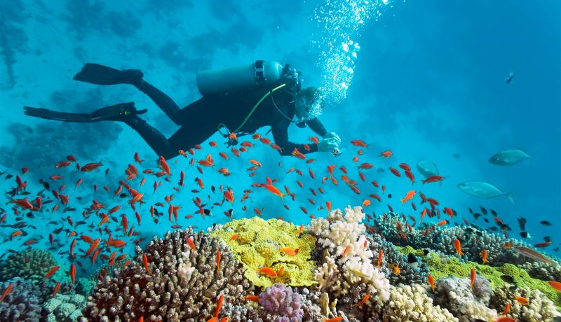 Brand Center | Activities: Diving 3 | caribbeantravel.com