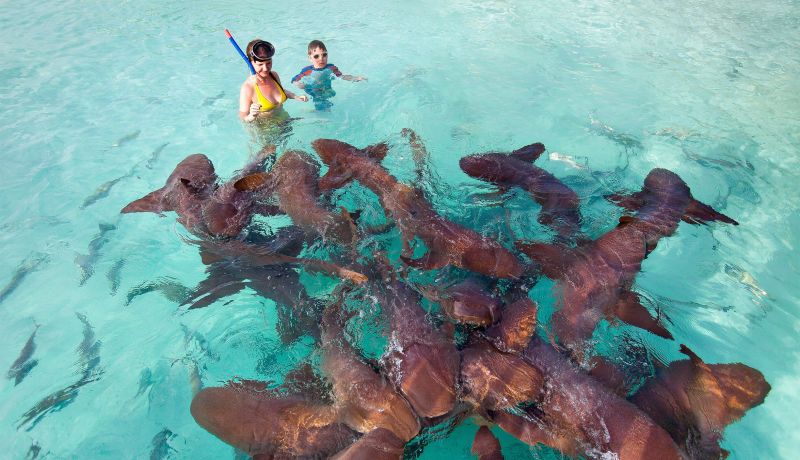 Brand Center | Activities: Shark Encounter | caribbeantravel.com