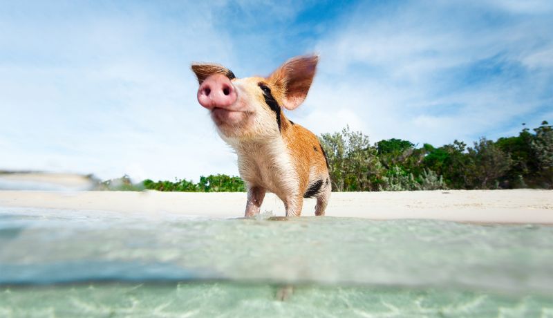 Brand Center | Pig | caribbeantravel.com