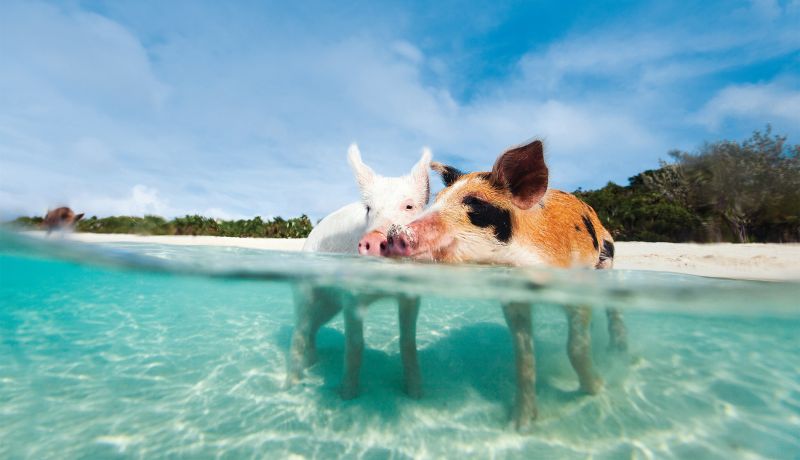 Brand Center | Pigs | caribbeantravel.com