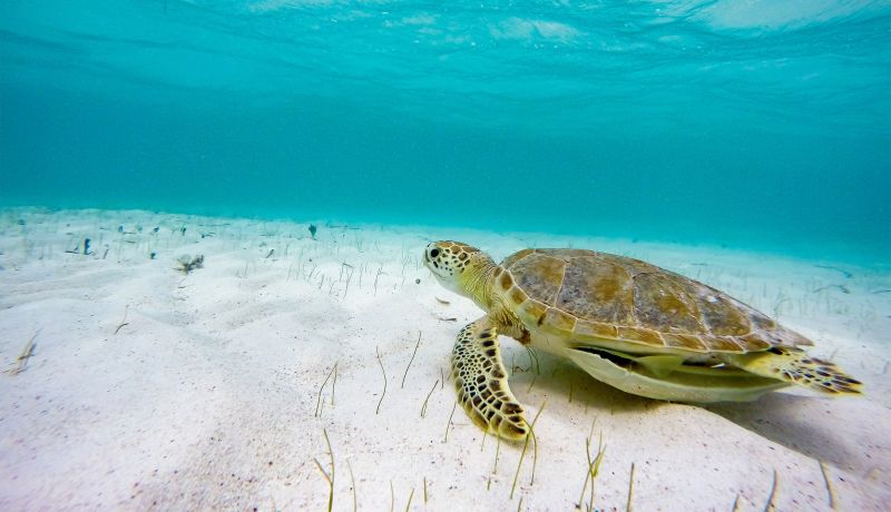 Brand Center | Turtle | caribbeantravel.com